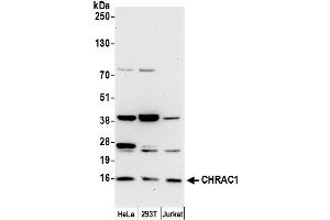 anti-Chromatin Accessibility Complex 1 (CHRAC1) (AA 81-131) antibody