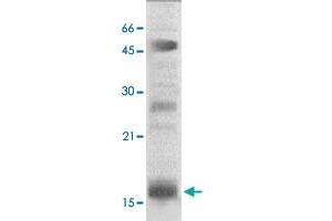 The nuclear extract derived from HeLa were immunoprecipitated by 4 ug of HIST2H3C polyclonal antibody , then probed with HIST2H3C polyclonal antibody at 1 : 1000. (Histone Cluster 2, H3c (HIST2H3C) (N-Term) Antikörper)