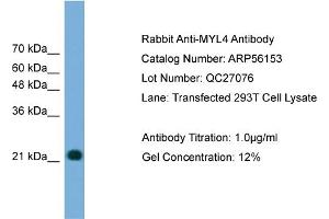 WB Suggested Anti-MYL4  Antibody Titration: 0. (MYL4 Antikörper  (N-Term))