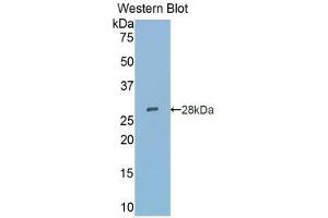 Western Blotting (WB) image for anti-Sialic Acid Binding Ig-Like Lectin 5 (SIGLEC5) (AA 147-335) antibody (ABIN1860553) (SIGLEC5 Antikörper  (AA 147-335))