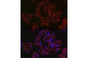 Immunofluorescence (IF) image for anti-Wingless-Type MMTV Integration Site Family Member 2 (WNT2) (AA 1-100) antibody (ABIN6150238)