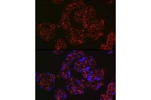 Immunofluorescence analysis of human placenta using WNT2 Rabbit pAb (ABIN6134457, ABIN6150238, ABIN6150240 and ABIN6217609) at dilution of 1:250 (40x lens).