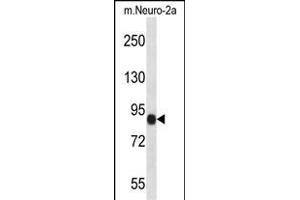 CHSY1 Antibody (Center) (ABIN657509 and ABIN2846533) western blot analysis in mouse Neuro-2a cell line lysates (35 μg/lane). (CHSY1 Antikörper  (AA 504-533))