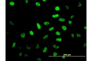 Immunofluorescence (IF) image for anti-Neuronal Differentiation 1 (NEUROD1) (AA 201-300) antibody (ABIN561963)