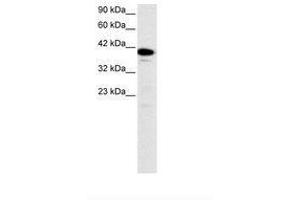 Image no. 3 for anti-Nuclear Transcription Factor Y, alpha (NFYA) (C-Term) antibody (ABIN6735785) (NFYA Antikörper  (C-Term))