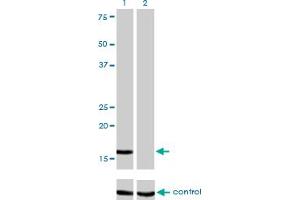 Western blot analysis of NME2 over-expressed 293 cell line, cotransfected with NME2 Validated Chimera RNAi (Lane 2) or non-transfected control (Lane 1).