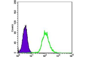 Flow cytometric analysis of Hela cells using anti-CK7 mAb (green) and negative control (purple). (Cytokeratin 7 Antikörper)