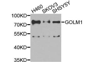 Western blot analysis of extracts of various cells, using GOLM1 antibody.