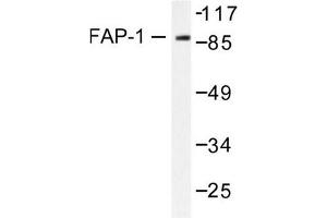 Image no. 1 for anti-Protein tyrosine Phosphatase, Non-Receptor Type 13 (APO-1/CD95 (Fas)-Associated Phosphatase) (PTPN13) antibody (ABIN265414) (PTPN13 Antikörper)