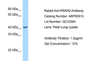 Western Blotting (WB) image for anti-Protein Serine Kinase H2 (PSKH2) (N-Term) antibody (ABIN2788622)