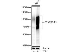 Western blot analysis of extracts of THP-1 cells, using CD36/SR-B3 antibody (ABIN6132248, ABIN6138173, ABIN6138174 and ABIN6221473) at 1:810 dilution. (CD36 Antikörper  (AA 30-270))