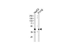 Western blot analysis of lysates from HepG2 cell line and human lung tissue lysates (from left to right), using RAGE Antibody (Center) (ABIN390897 and ABIN2841104). (RAGE Antikörper  (AA 206-234))