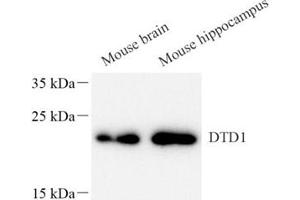 Western blot analysis of DTD1 (ABIN7073688),at dilution of 1: 1000 (DTD1 Antikörper)