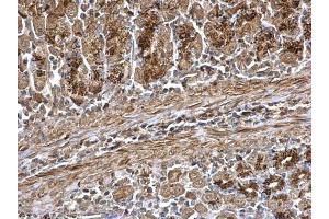 IHC-P Image WNT7A antibody detects WNT7A protein at secreted on mouse stomach by immunohistochemical analysis.