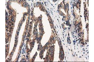 Image no. 1 for anti-Striatin Interacting Protein 1 (STRIP1) antibody (ABIN1498205) (STRIP1 Antikörper)