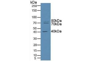 Western blot analysis of Human HeLa cells. (RFTN1 Antikörper  (AA 288-520))