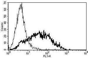 A typical staining pattern with the B-F2 monoclonal antibody of PHA activated lymphocytes (CD25 Antikörper)