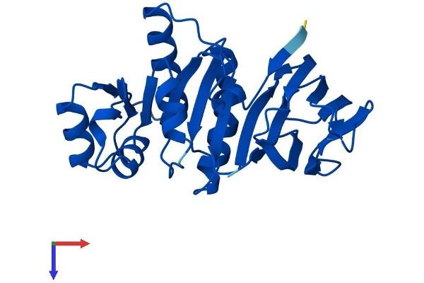 TPK1 Protein (AA 1-243) (His tag)