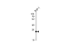 Western blot analysis of lysate from THP-1 cell line, using PYCARD Antibody (C-term) (ABIN657783 and ABIN2846757). (PYCARD Antikörper  (C-Term))