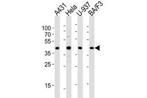 Western blot analysis of lysate from A431, HeLa, U-937, BA/F3 cell line (left to right) using PGK1 diluted at 1:1000 for each lane. (PGK1 Antikörper  (AA 305-334))