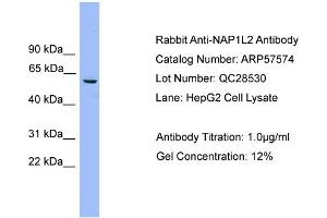 WB Suggested Anti-NAP1L2  Antibody Titration: 0. (NAP1L2 Antikörper  (Middle Region))