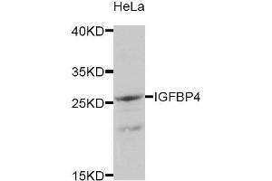 Western Blotting (WB) image for anti-Insulin-Like Growth Factor Binding Protein 4 (IGFBP4) antibody (ABIN1875429)