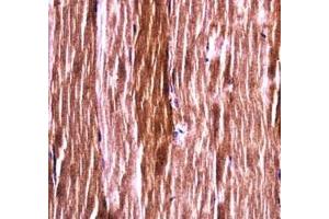 Akt2 antibody immunohistochemistry analysis in formalin fixed and paraffin embedded mouse skeletal muscle.