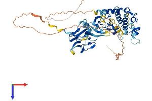 CHEK2 Protein (AA 1-543) (His tag)