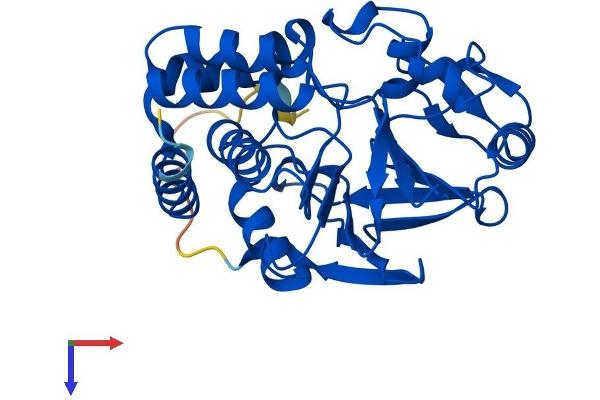 PPP2CA Protein (AA 1-309) (His tag)
