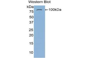 Western blot analysis of the recombinant protein. (Transglutaminase 2 Antikörper  (AA 1-687))