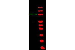 Western blot using  Affinity Purified anti-BACH1 antibody shows detection of a band at ~105 kDa (lane 1) corresponding to human BACH1 present in a 293 whole cell lysate (arrowhead). (BACH1 Antikörper  (AA 92-104))