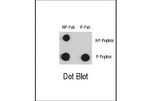 Dot blot analysis of anti-Phospho-MEF2C-p Antibody (ABIN389772 and ABIN2839689) and anti-MEF2C Non Phospho-specific Pab on nitrocellulose membrane. (MEF2C Antikörper  (pSer387))