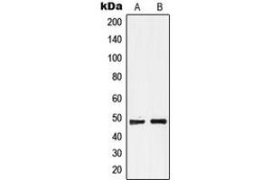Western blot analysis of GPR19 expression in MCF7 (A), Raji (B) whole cell lysates. (GPR19 Antikörper  (C-Term))