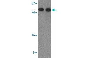 Western blot analysis of HDGF2 in human testis tissue lysate with HDGF2 polyclonal antibody  at (1) 0. (HDGFRP2 Antikörper  (N-Term))