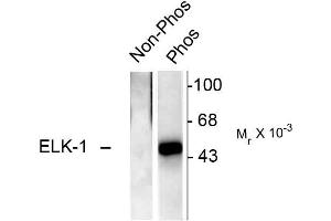 Western blots of recombinant Elk-1 showing specific immunolabeling of the ~46k Elk-1 phosphorylated at Ser383 (Phos). (ELK1 Antikörper  (pSer383))