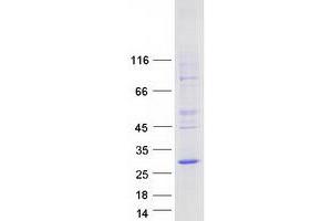 Western Blotting (WB) image for Lysosomal Protein Transmembrane 5 (LAPTM5) protein (Myc-DYKDDDDK Tag) (ABIN2724507)
