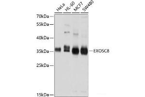 Western blot analysis of extracts of various cell lines using EXOSC8 Polyclonal Antibody at dilution of 1:1000. (EXOSC8 Antikörper)