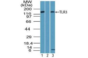 Image no. 1 for anti-Toll-Like Receptor 3 (TLR3) (AA 750-800) antibody (ABIN960377) (TLR3 Antikörper  (AA 750-800))