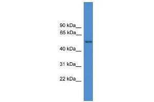 Western Blot showing SERPINF2 antibody used at a concentration of 1-2 ug/ml to detect its target protein. (alpha 2 Antiplasmin Antikörper  (N-Term))