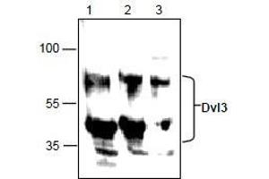 AP26355PU-N: Western blot analysis of Dvl3 in Jurkat cell lysate (Lane 1 & 2) and 3T3 cell lysate (Lane 3). (DVL3 Antikörper)