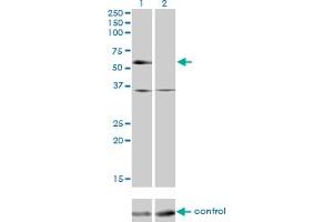Western blot analysis of NR2C2 over-expressed 293 cell line, cotransfected with NR2C2 Validated Chimera RNAi (Lane 2) or non-transfected control (Lane 1).