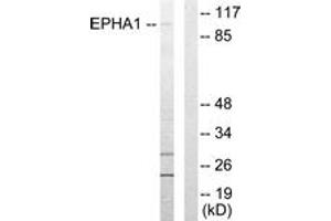 Western Blotting (WB) image for anti-Ephrin Type A Receptor 1 (EPHA1) (AA 541-590) antibody (ABIN2889422) (EPHA1 Antikörper  (AA 541-590))