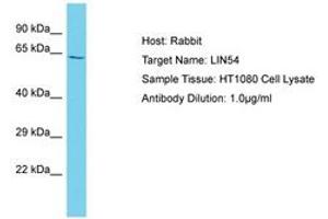 Image no. 1 for anti-Lin-54 Homolog (LIN54) (AA 354-403) antibody (ABIN6750579) (LIN54 Antikörper  (AA 354-403))