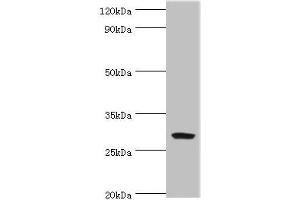 Western blot All lanes: Spindlin-2B antibody at 4 μg/mL + Mouse gastric tissue Secondary Goat polyclonal to rabbit IgG at 1/10000 dilution Predicted band size: 29 kDa Observed band size: 29 kDa (Spindlin 2B Antikörper  (AA 1-258))