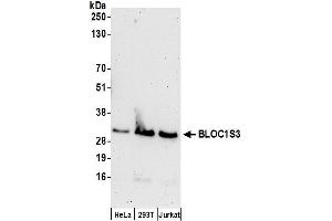 Western Blotting (WB) image for anti-Biogenesis of Lysosomal Organelles Complex-1, Subunit 3 (BLOC1S3) (AA 1-50) antibody (ABIN7450036)