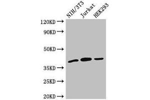 Western Blot Positive WB detected in: NIH/3T3 whole cell lysate, Jurkat whole cell lysate, HEK293 whole cell lysate All lanes: SPRY2 antibody at 2. (SPRY2 Antikörper  (AA 2-97))