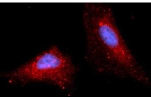 Immunofluorescence (IF) image for anti-Stromal Cell Derived Factor 2 (SDF2) (AA 19-211) antibody (APC) (ABIN5566159) (SDF2 Antikörper  (AA 19-211) (APC))
