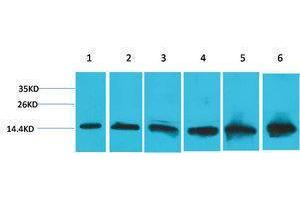 Western Blotting (WB) image for anti-Cytochrome C, Somatic (CYCS) antibody (ABIN3181548) (Cytochrome C Antikörper)