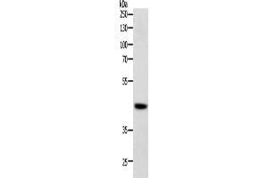 Western Blotting (WB) image for anti-SRY (Sex Determining Region Y)-Box 7 (SOX7) antibody (ABIN2428741) (SOX7 Antikörper)