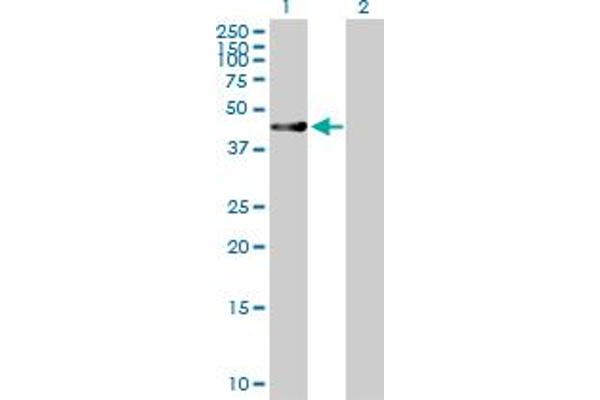 RUSC1 Antikörper  (AA 1-433)